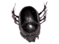 Anoplotrupes stercorosus